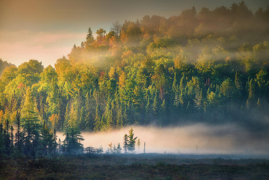 Autumn morning at Algonquin Photograph by Henry w Liu
