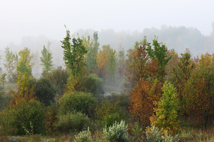 Autumn morning fog Photograph by Tatiana Travelways