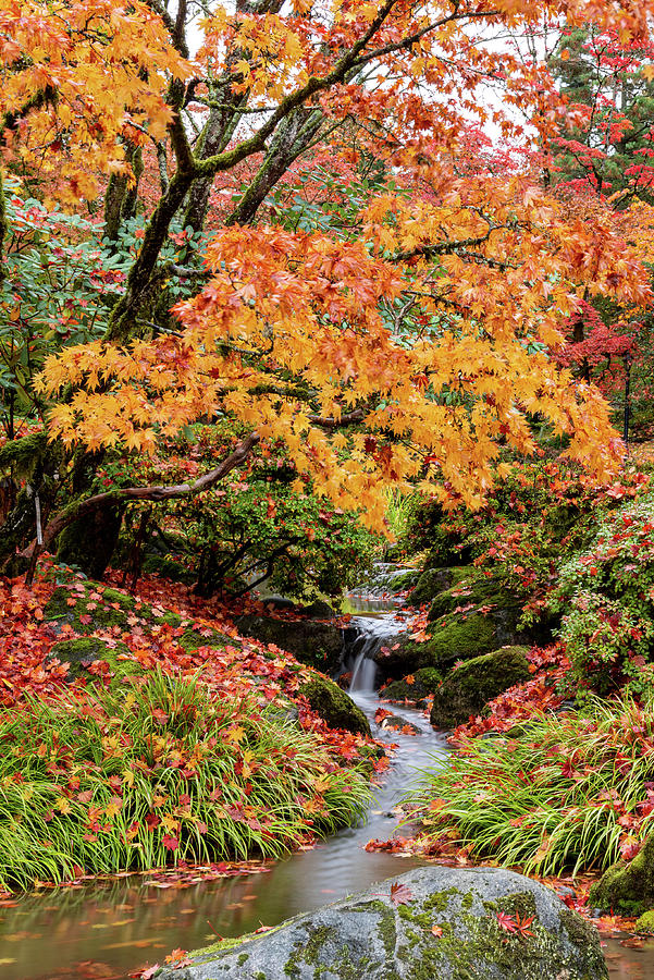 Autumn Morning in Seattle Japanese Garden Digital Art by Michael Lee