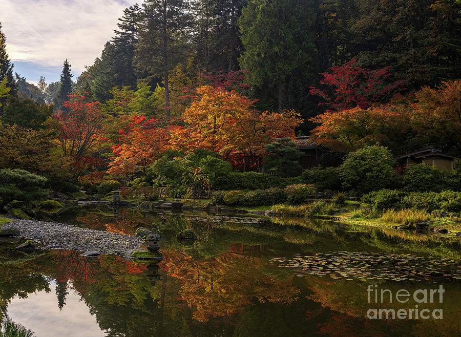 Autumn Morning in the Japanese Garden Photograph by Mike Reid