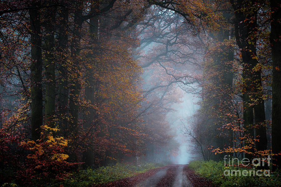 Fall Photograph - Autumn Morning by Kees Van Dongen