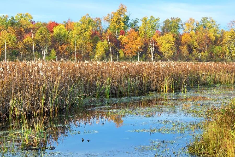 Autumn Morning Marsh Photograph by White Mountain Images