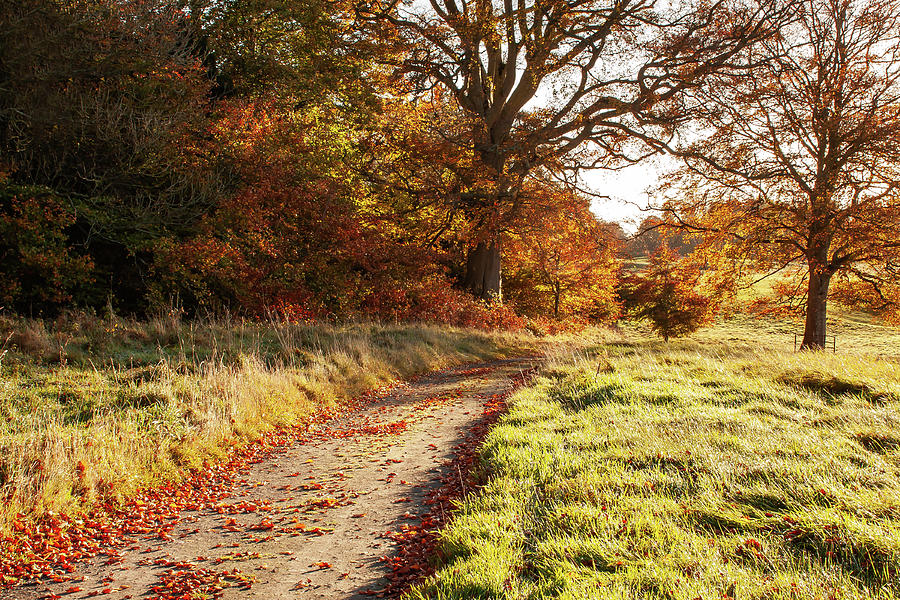 Tree Photograph - Autumn Morning Pathway - Conty Kildare, Ireland by Barry O Carroll