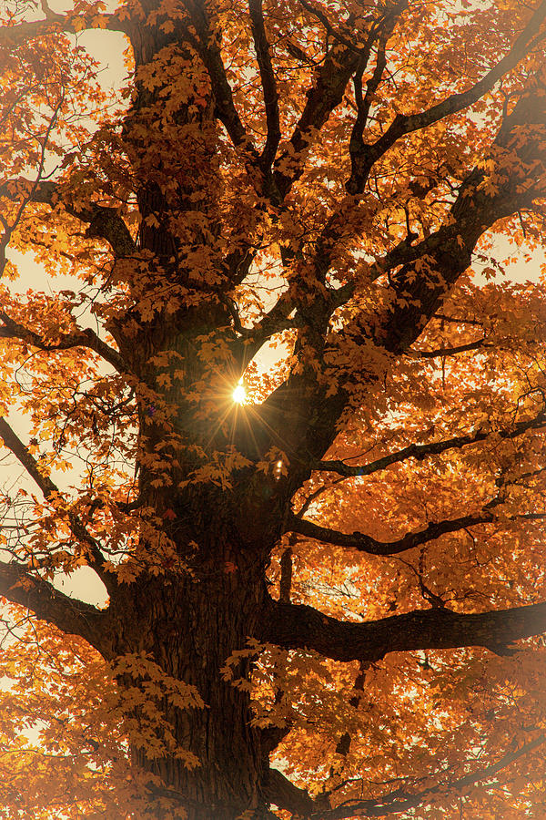 Autumn Morning Sunlight Through Tree 2 Photograph by Michael Saunders