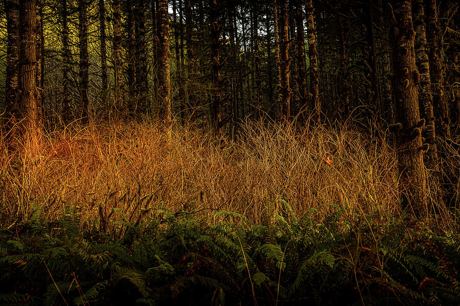 Autumn Morning Weeds Photograph by Bill Posner