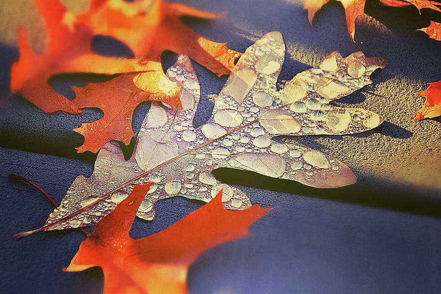 Autumn Mornings and Dewy Leaves Photograph by Christina McGoran