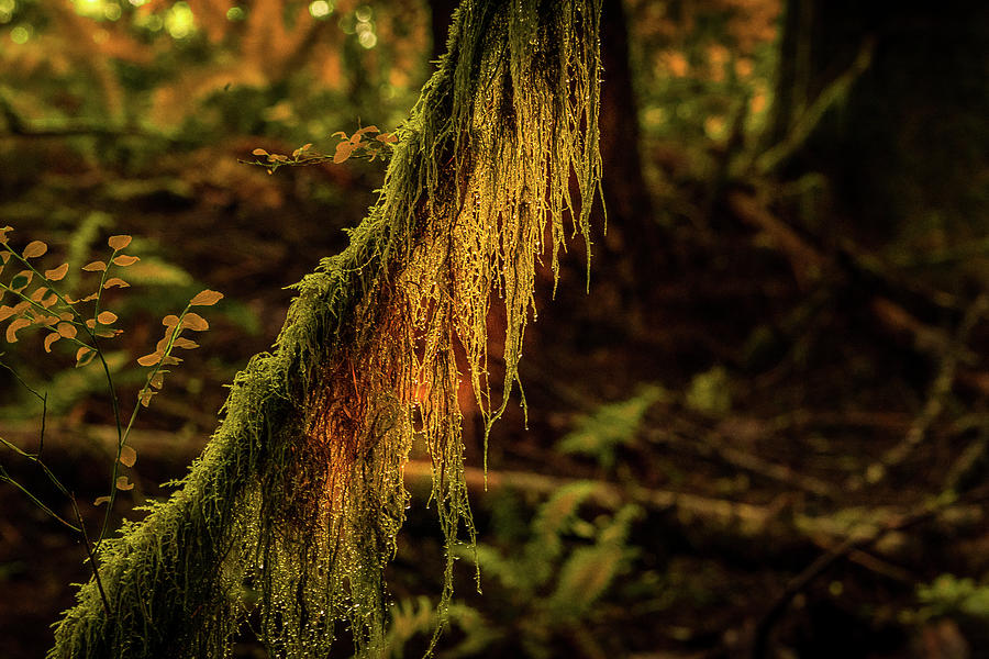 Autumn Moss Photograph by Bill Posner