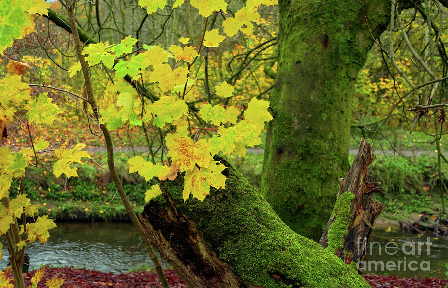 Autumn moss in Alkington Woods 2020 Photograph by Pics By Tony