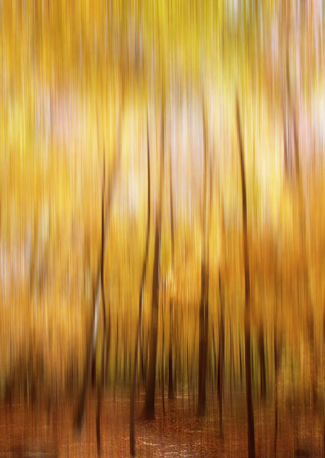 Autumn Motion Photograph by Dan Sproul