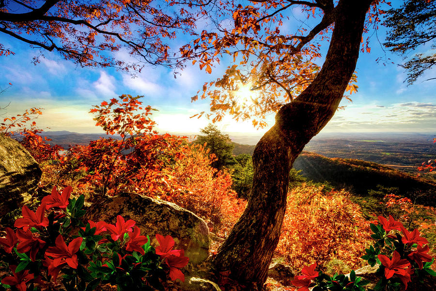Autumn Mountain Colors Blue Ridge Smokies Photograph by Debra and Dave Vanderlaan