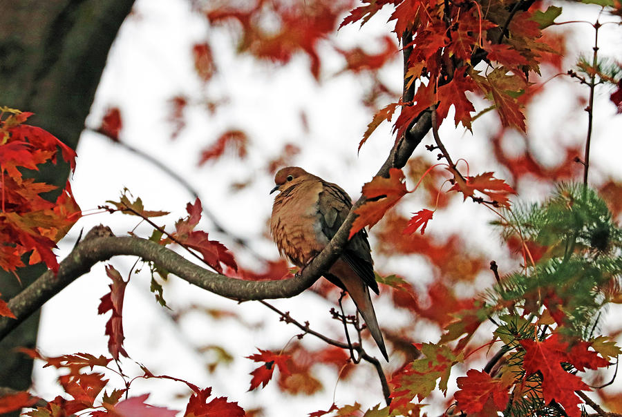 Autumn Mourning Dove Photograph