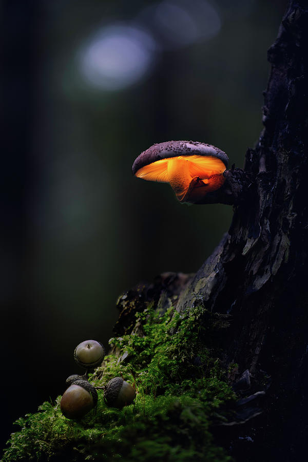 Autumn mushroom light painting Photograph by Dirk Ercken