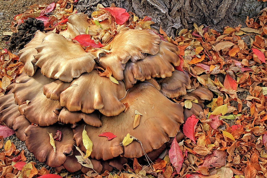 Autumn Mushrooms Photograph by Donna Kennedy