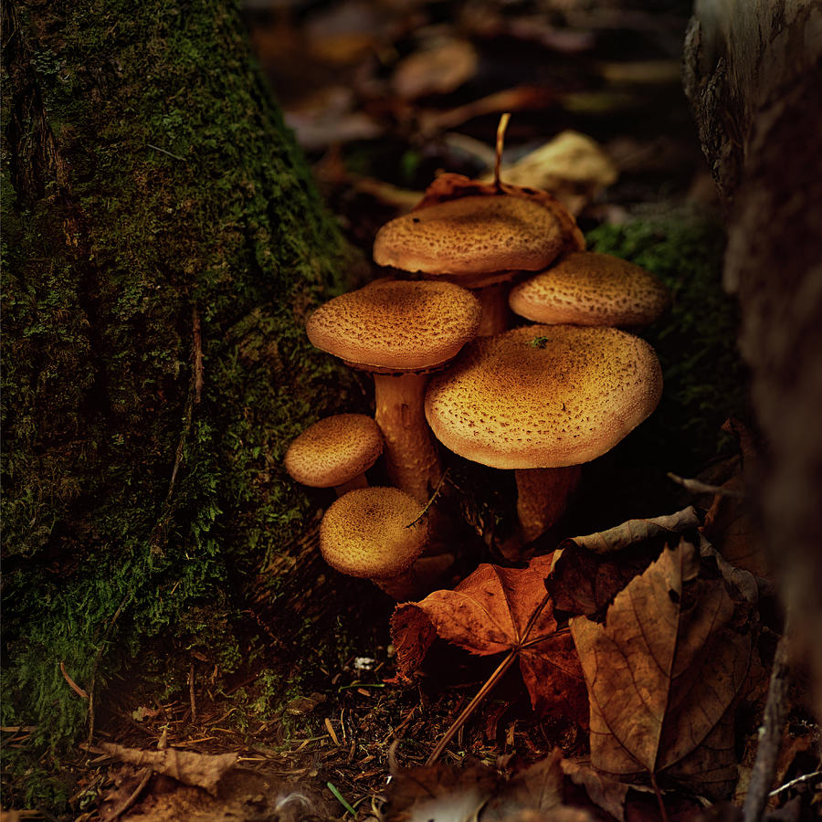 Autumn Mushrooms In Maples Photograph by Sue Capuano