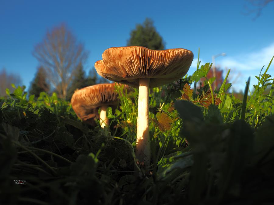 Autumn Mushrooms Photograph by Richard Thomas