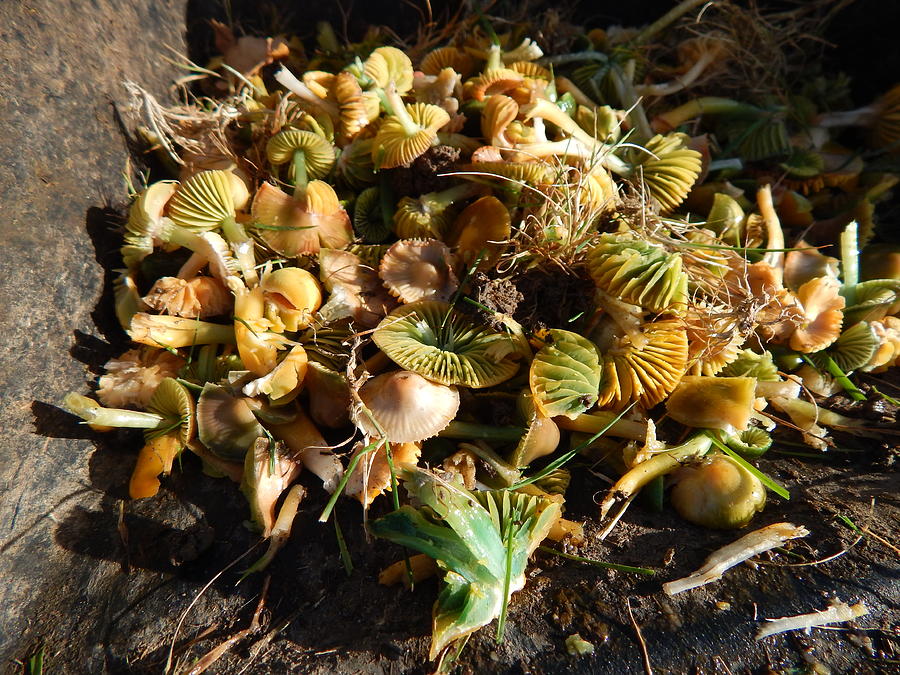 Autumn mushrooms Photograph by Susan Baker