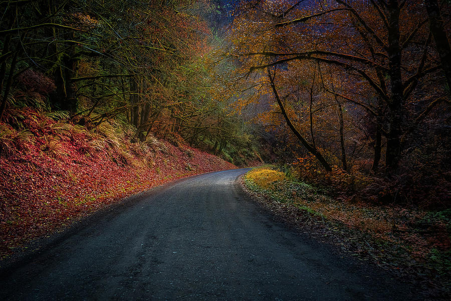 Autumn mystical road Photograph by Bill Posner