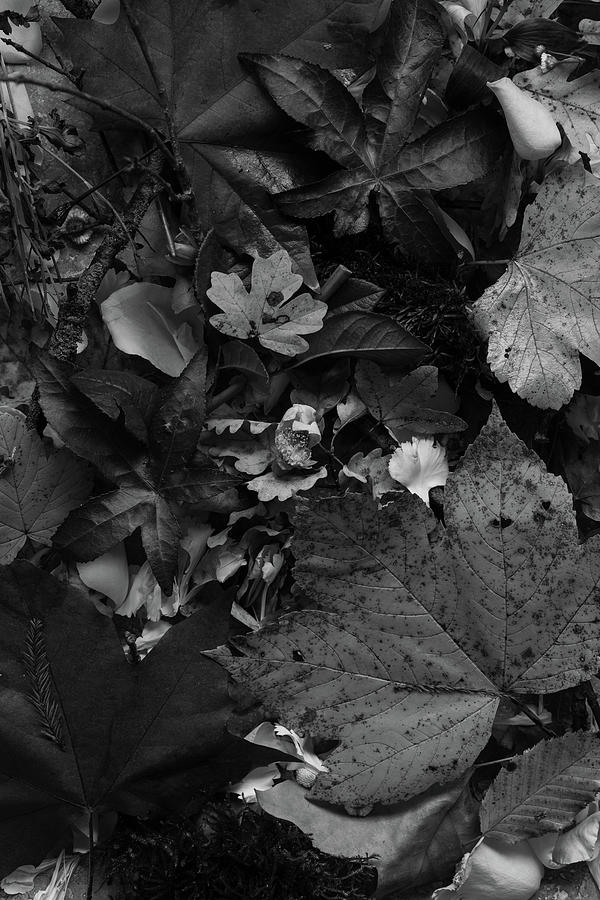 Autumn Nature in Black and White Photograph by Georgia Clare