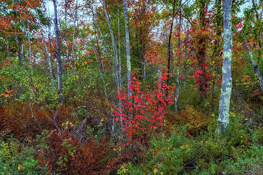 Autumn nature wetland landscape Photograph by Lilia S