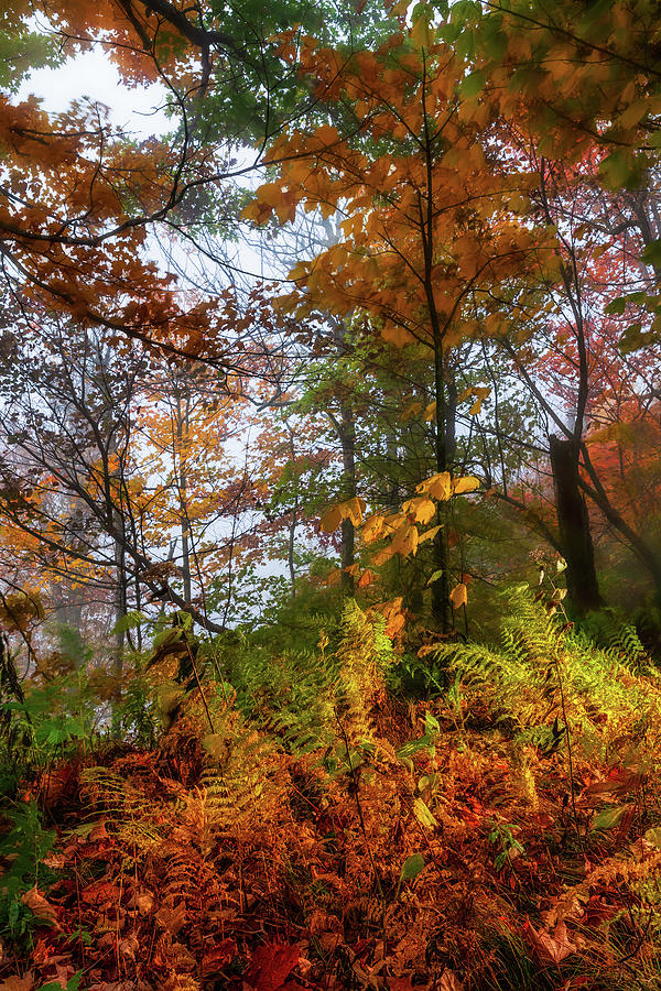 Autumn Near Mount Mitchell Photograph by Dan Carmichael