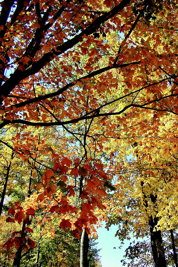Autumn, New Lisbon Family Campground, Indiana Photograph by Ruth Hager
