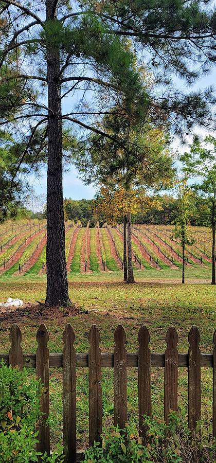 Autumn North Carolina Winery Photograph by Kathy Barney