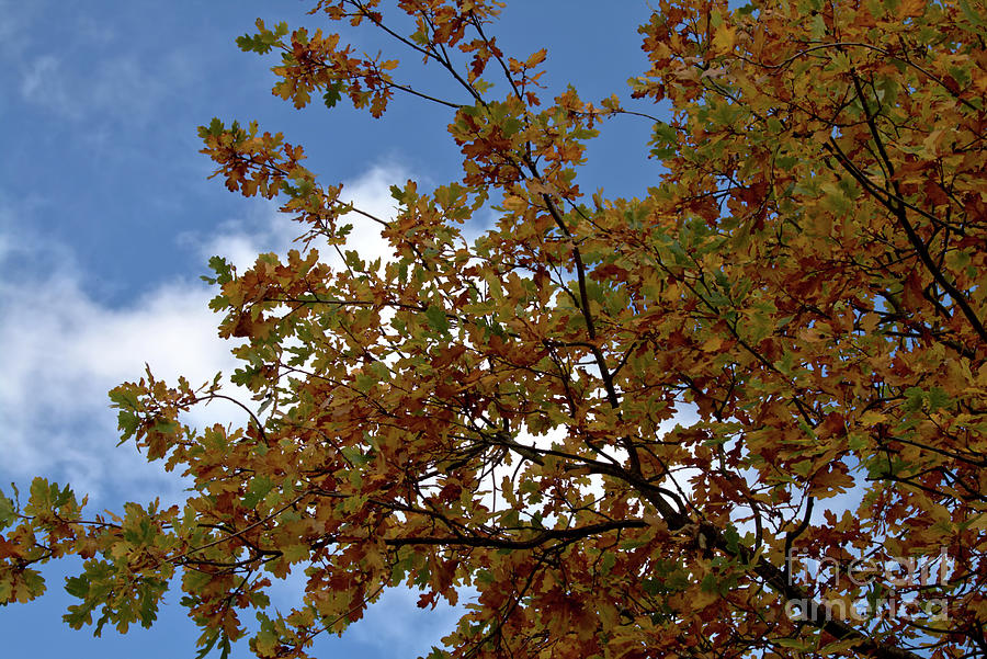 Autumn oak foliage Photograph by Baggieoldboy