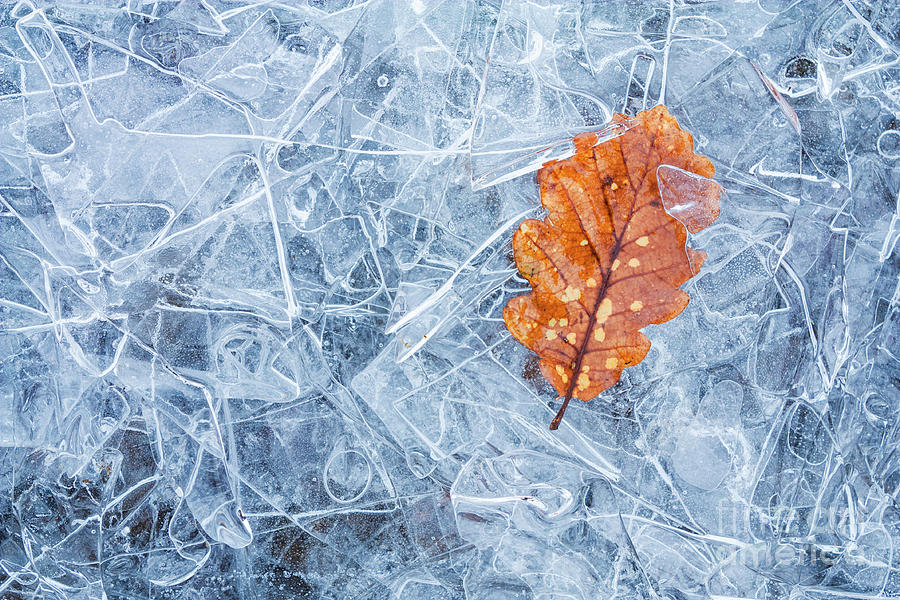 One leaf - Autumn oak leaf on layers of thin ice, Cumbria, Lake District, England Photograph by Neale And Judith Clark