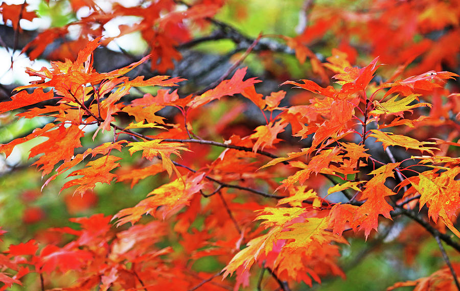 Autumn Oak Leaves Photograph by Debbie Oppermann