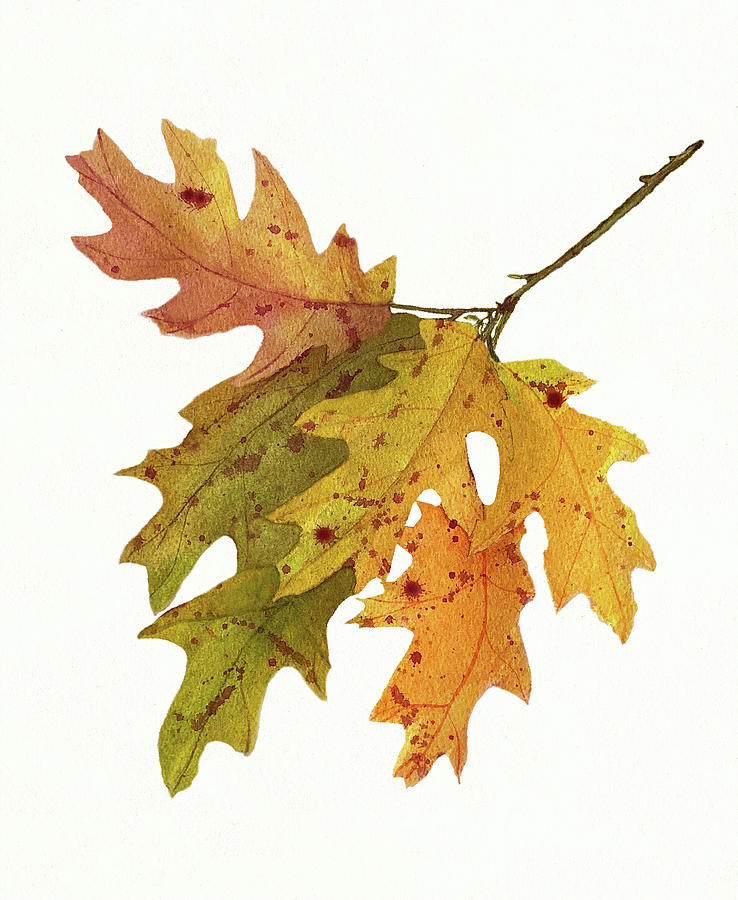 Autumn Oak Leaves Painting by Deborah League