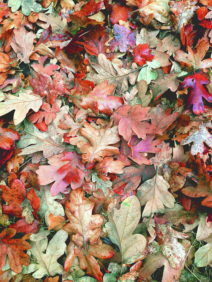 Autumn Oak Leaves Photograph by Nancy Merkle