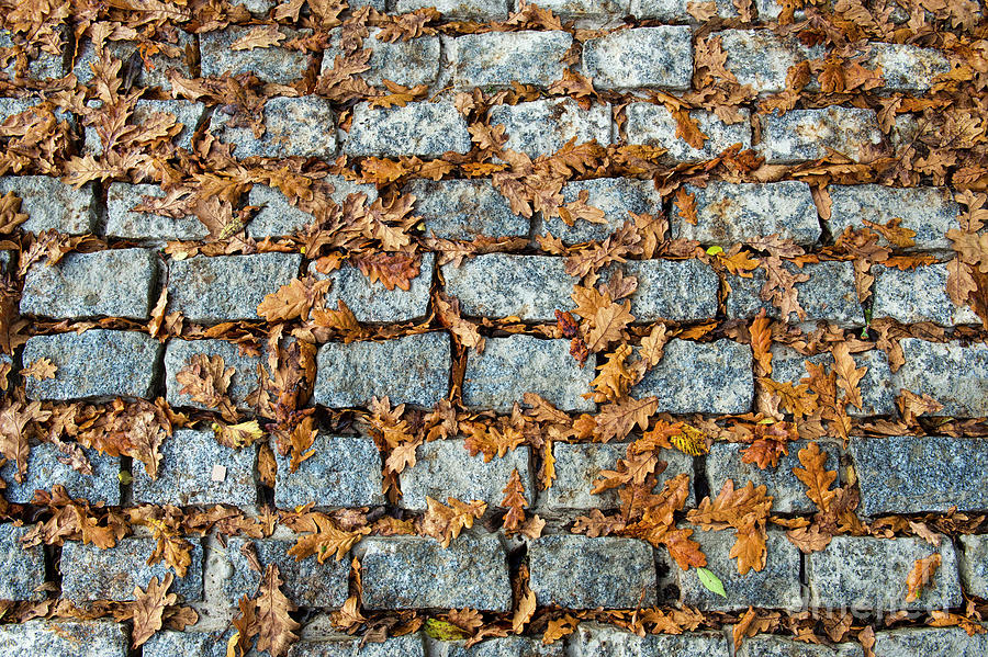 Fall Photograph - Autumn Oak Leaves on Cobbles Pattern by Tim Gainey