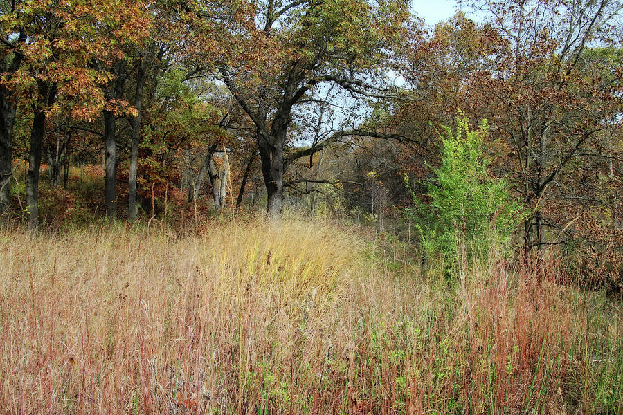 Autumn Oak Savanna Photograph by Scott Kingery