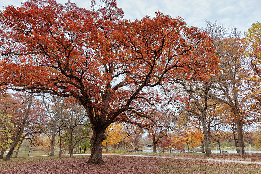 Autumn Oak Tree In The Forest Near The Lake Photograph by Janice Noto ...