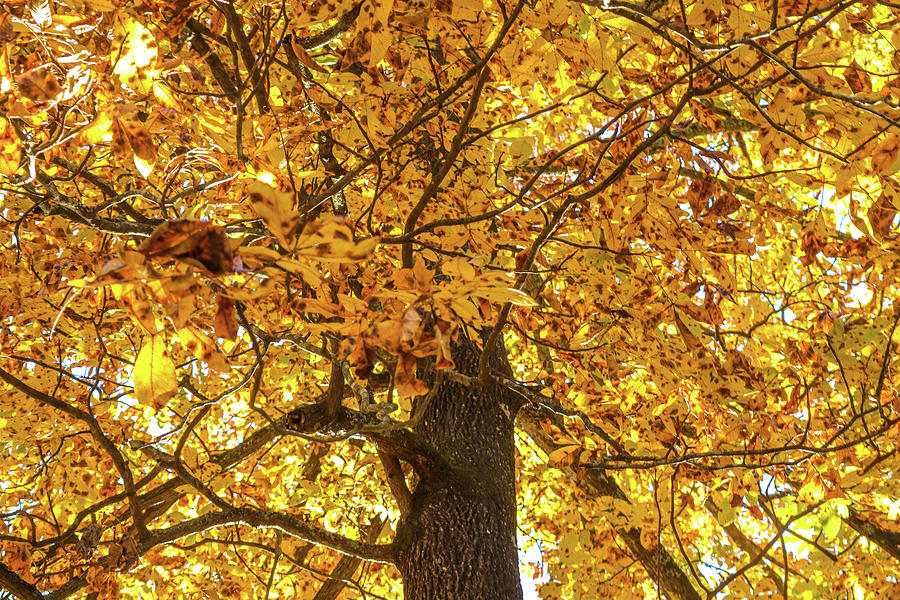 Autumn Oak Tree Underside Photograph by Ed Williams