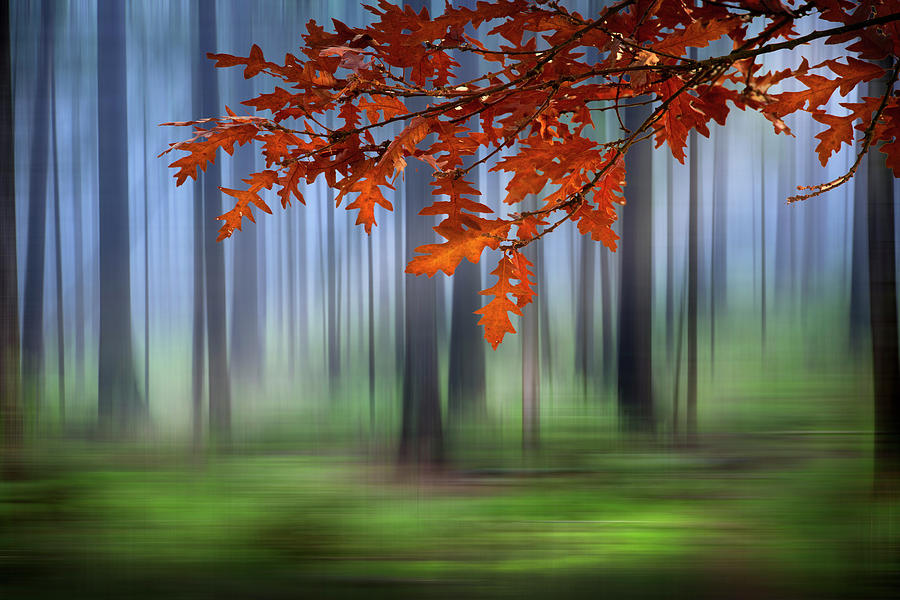 Autumn Oaks Dreamscape Photograph by Debra and Dave Vanderlaan