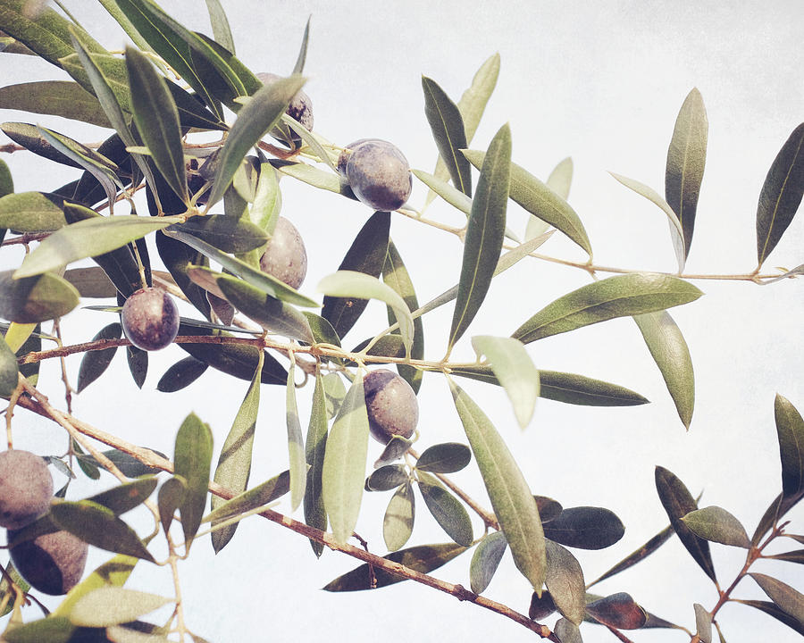 Autumn Olives Photograph by Lupen Grainne