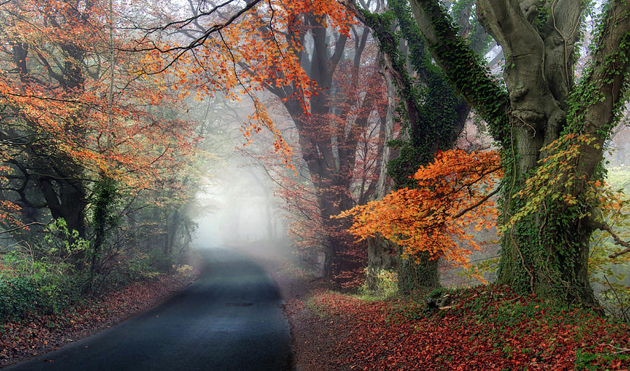 Autumn On Foggy Road Photograph by Stamp City
