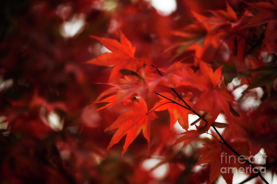 Autumn On My Mind Photograph by Venetta Archer