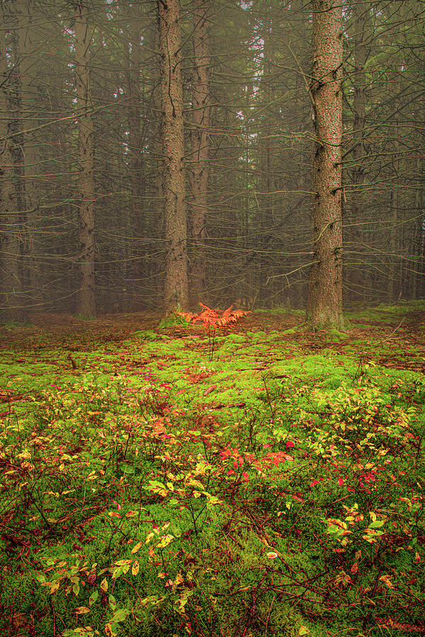 Autumn on the Forest Floor Photograph by Richard DeYoung Autumn on the Forest Floor Photograph by Richard DeYoung
