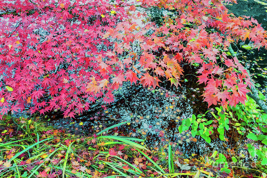 Autumn On The Pond Photograph