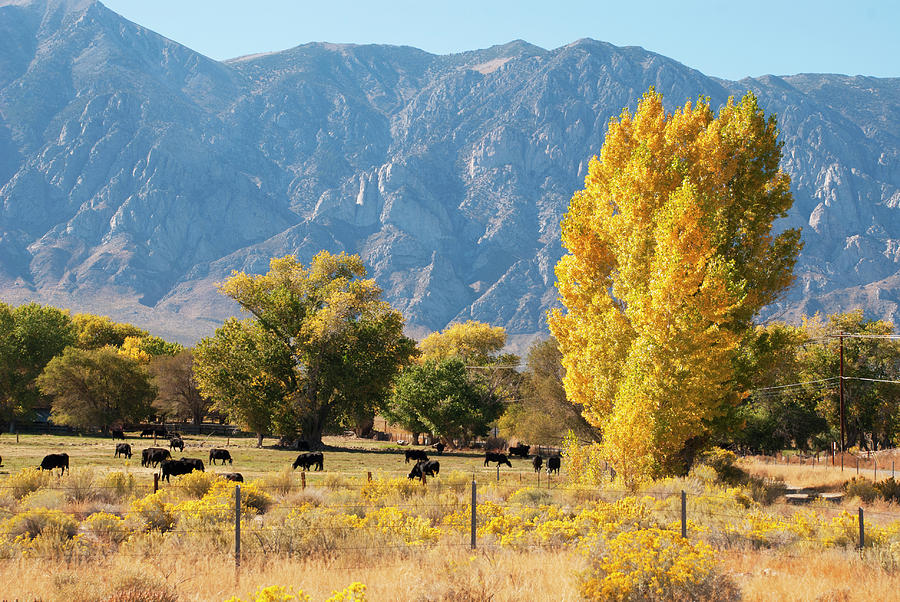 Autumn on the Ranch Owens Valley California Photograph by Robert Ford ...