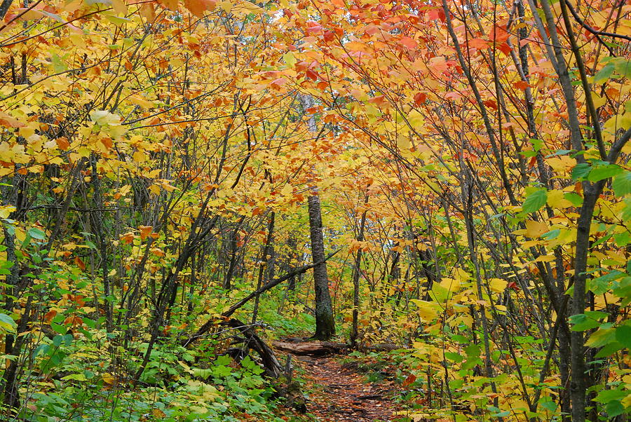 Autumn on the Superior Hiking Trail Photograph by Cascade Colors