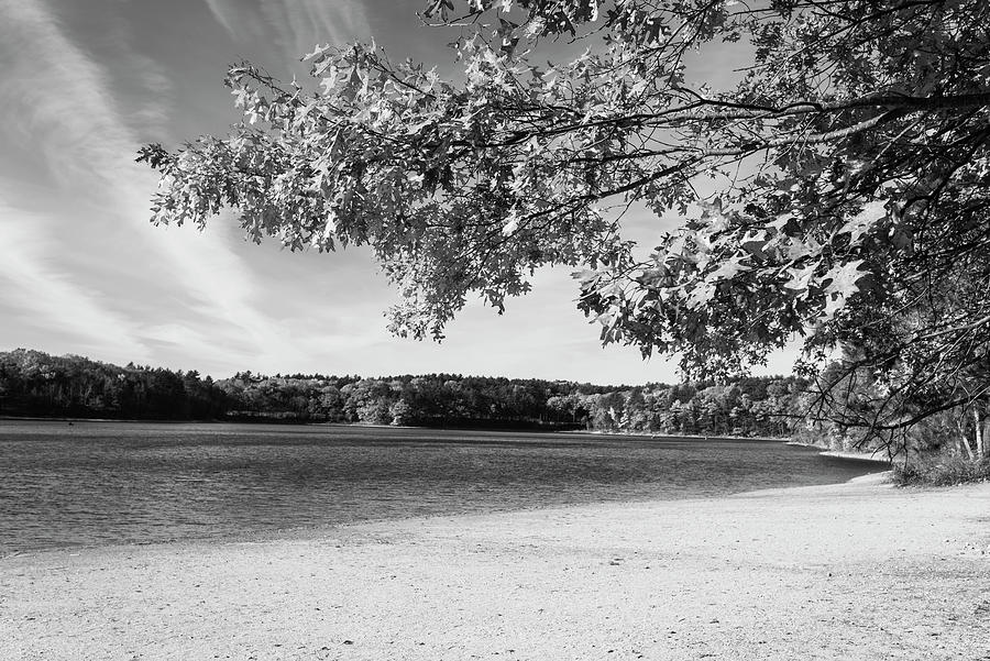 Autumn on Walden Pond Concord MA Fall Leaves Black and White Photograph by Toby McGuire
