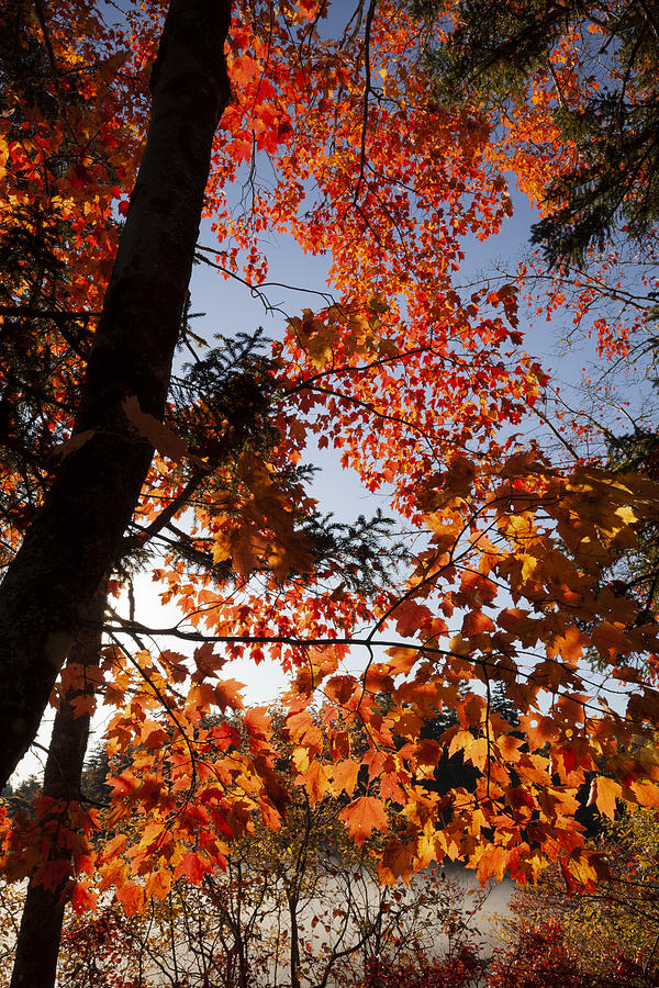 Autumn Orange Photograph by Irwin Barrett