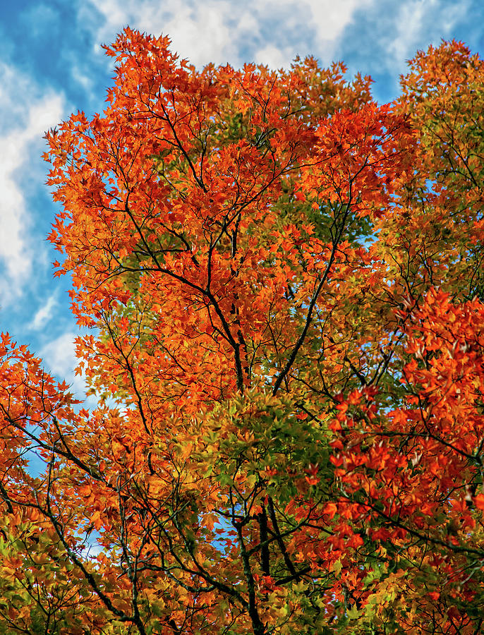 Autumn Orange Photograph by Jaki Miller