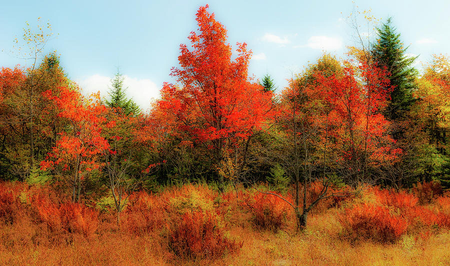 Autumn Orange Trees Ferns and Grass fx Photograph by Dan Carmichael