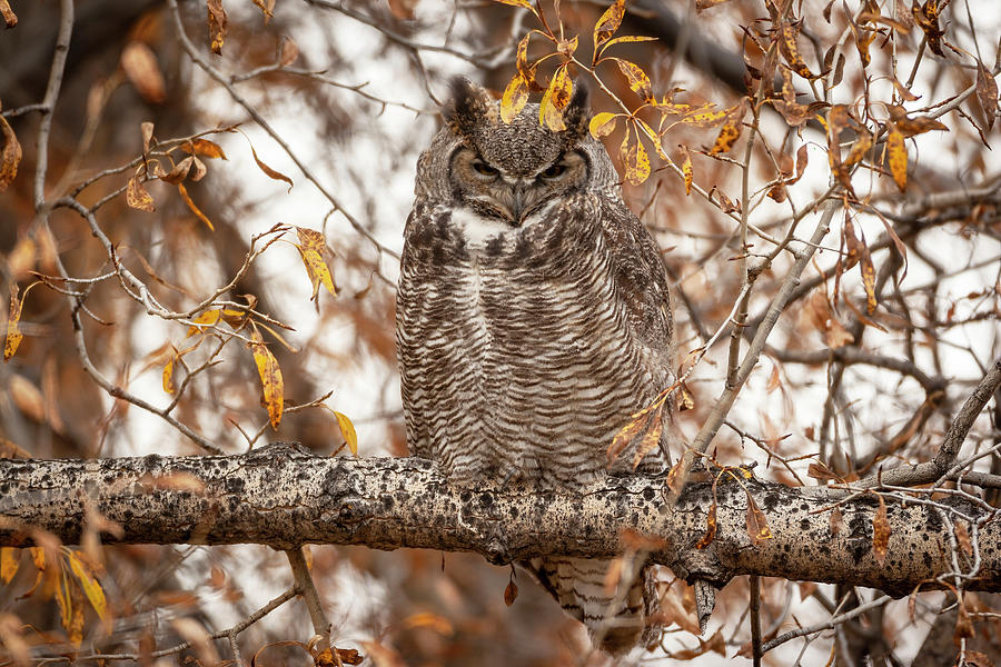 Autumn owl Photograph by D Robert Franz