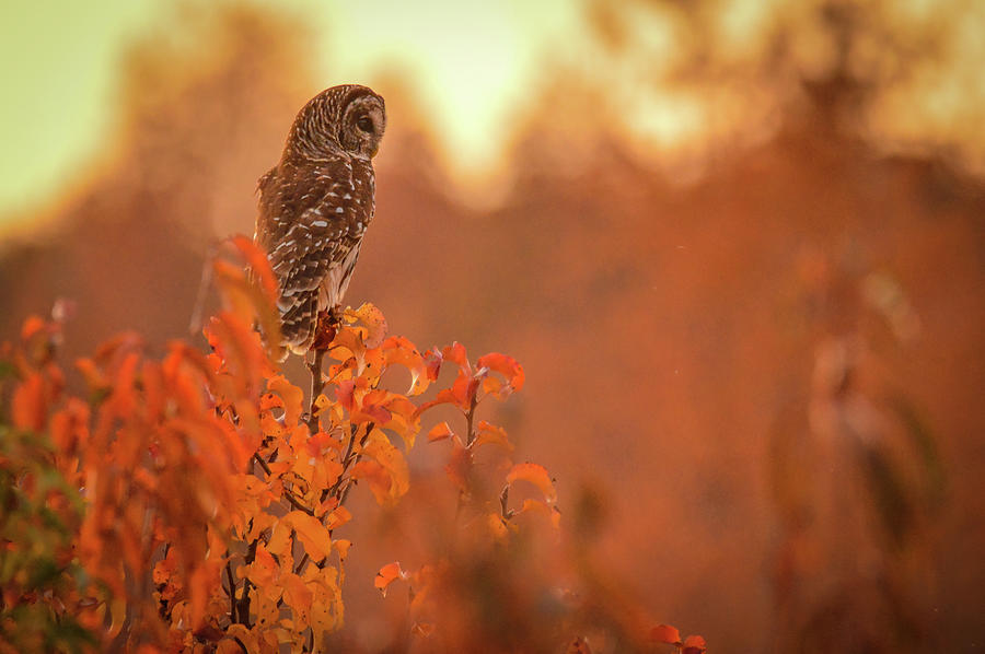 Autumn Owl Photograph by Daniel Riddle - Fine Art America