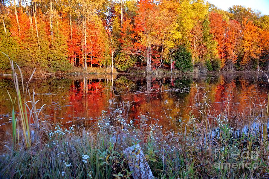 Autumn Paintbox Photograph by Terri Gostola